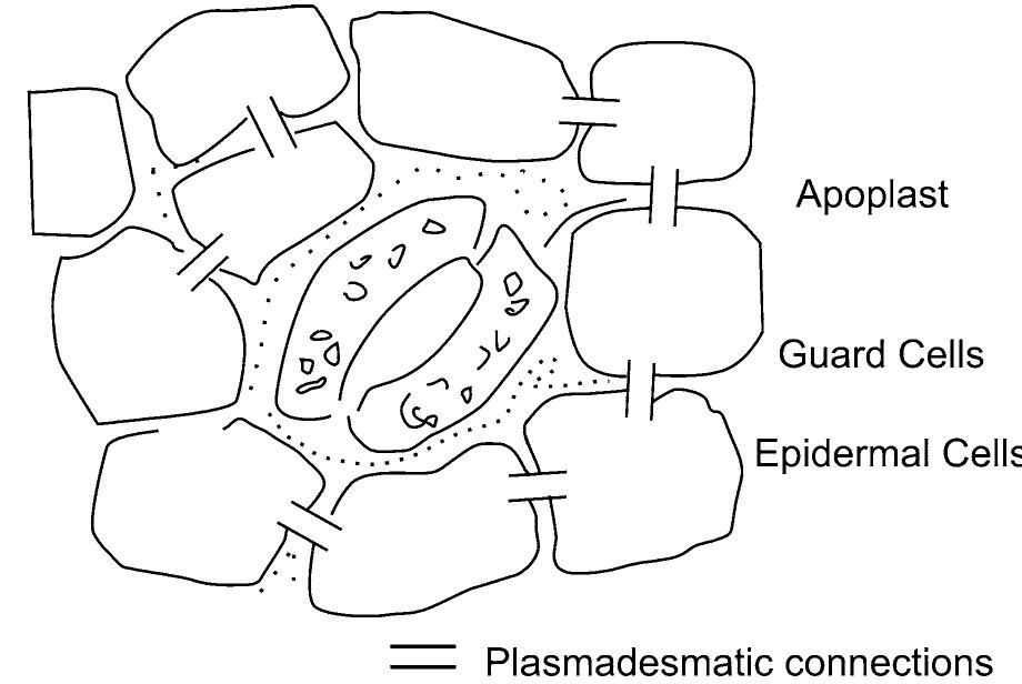 2 diagrammatic presentation of the epidermal cells with