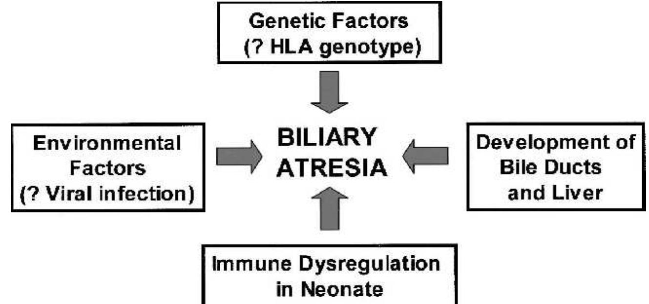 (PDF) Pathogenesis and Outcome of Biliary Atresia: Current Concepts