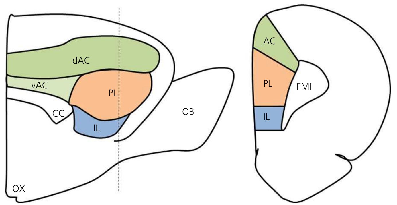 Figure 1 - from The Medial Prefrontal Cortex: Coordinator of