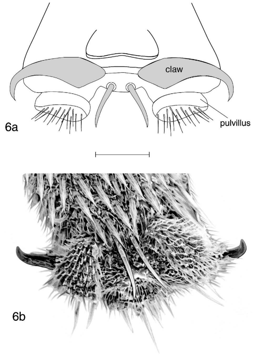 Female genitalia of o. chilensis [mei 136552], dorsal view.
