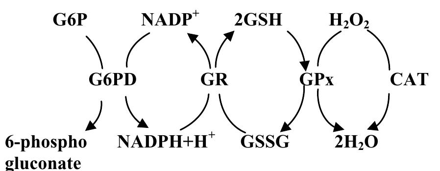 PDF) Effects of antiemetic drugs on glucose 6-phosphate dehydrogenase and some antioxidant enzymes