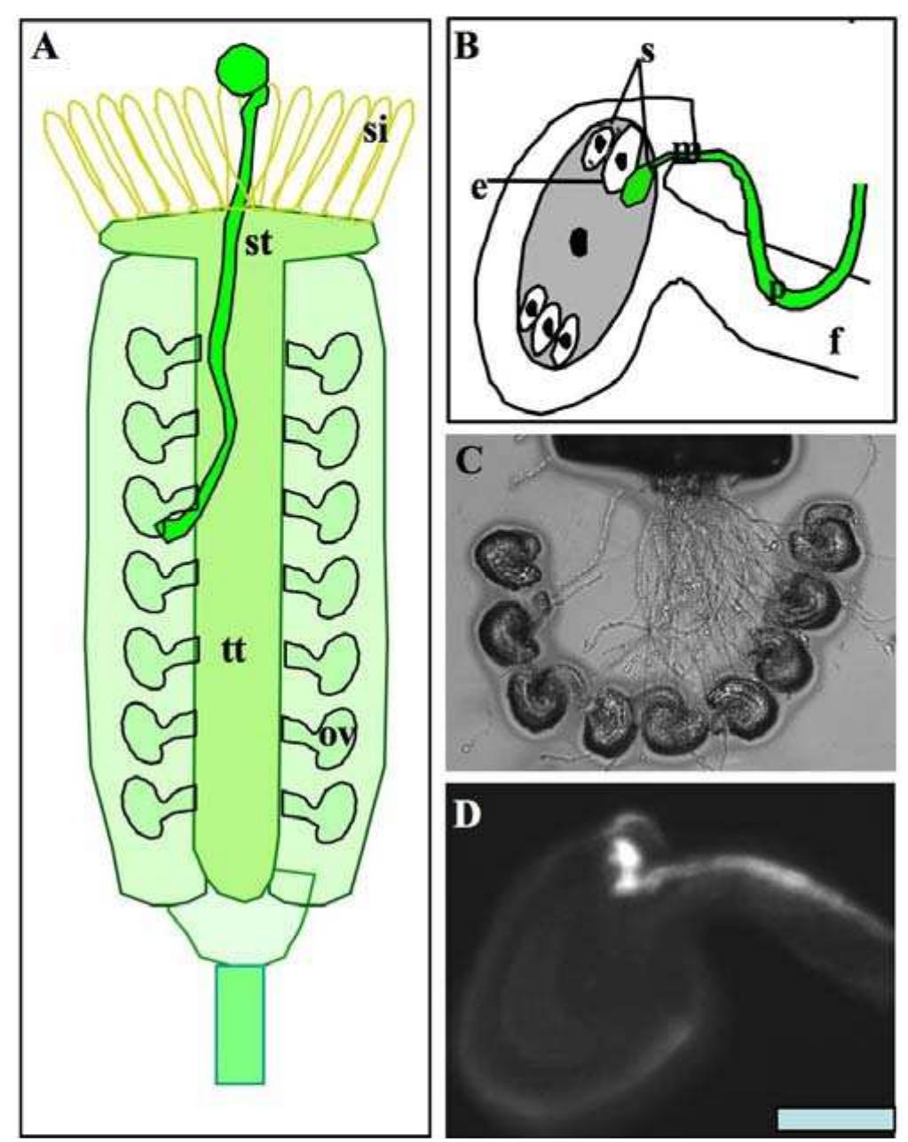 Figure 4 - from Fertilization Requires Communication: Signal