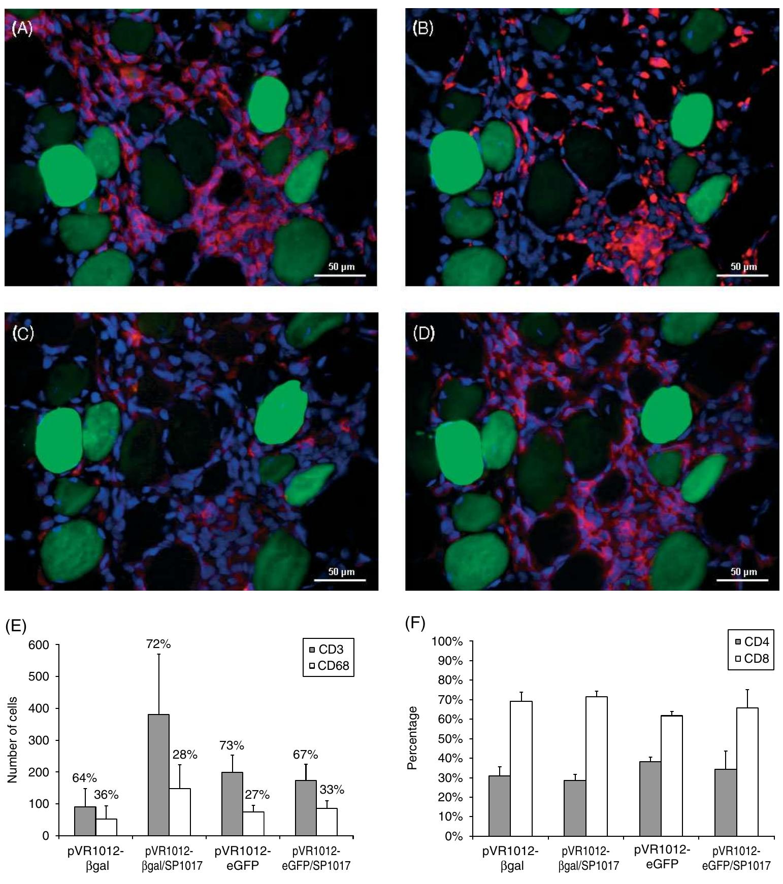 Dapi Cd8 Immunofluorescence staining for cd3 (a), cd68 (b), cd4 (c),