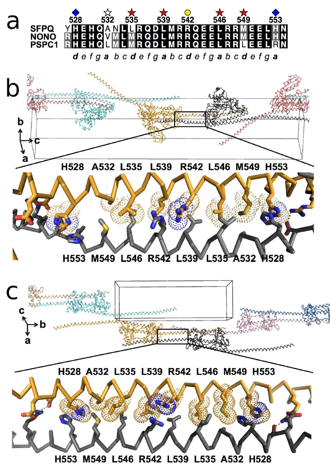 Sfpq Rbp Figure 1 - from The structure of human SFPQ reveals a