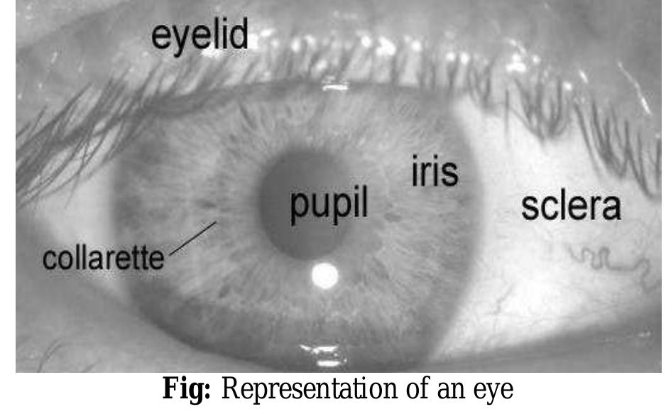 (PDF) Recognition of Human Iris Patterns for Biometric Identification