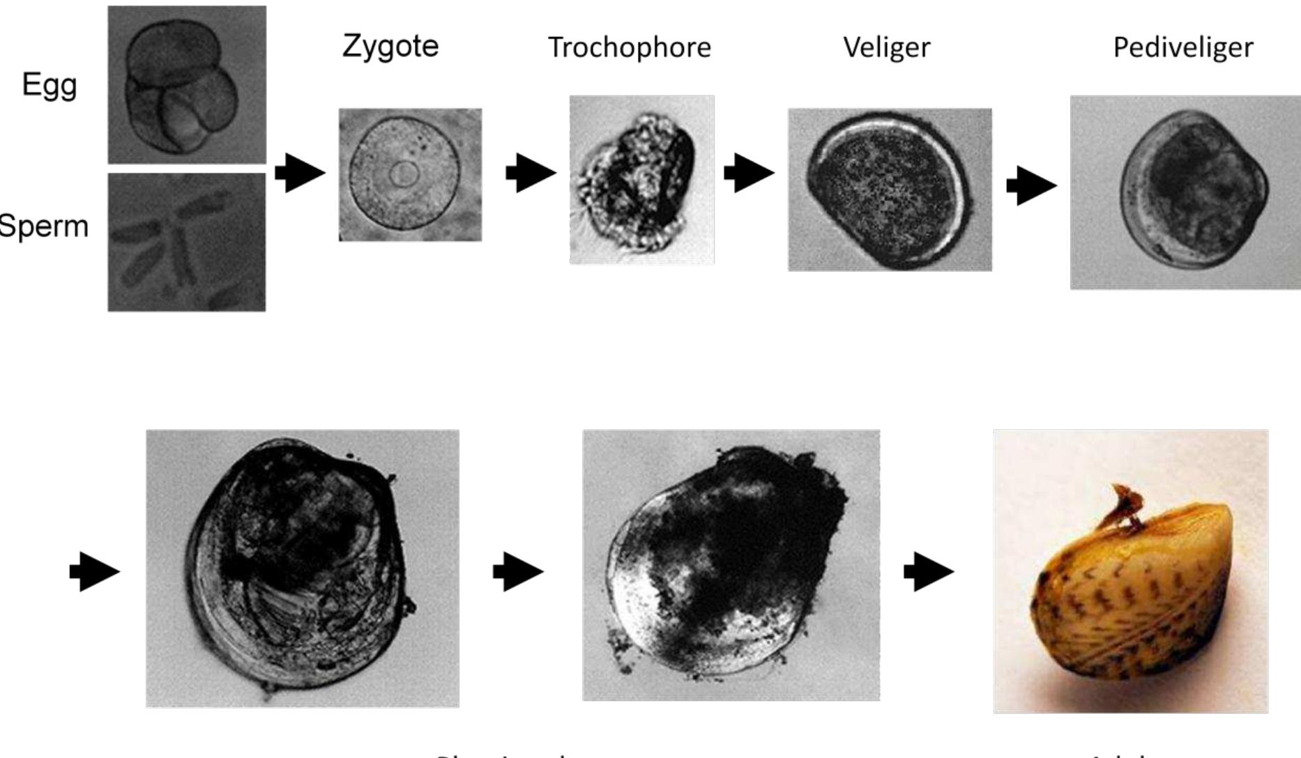 Figure 3.1: The life cycle of dreissenids (adapted from: Rajagopal, 2011; Rajagopal et al., 2012).  3.2. Current distribution of the Quagga mussel 