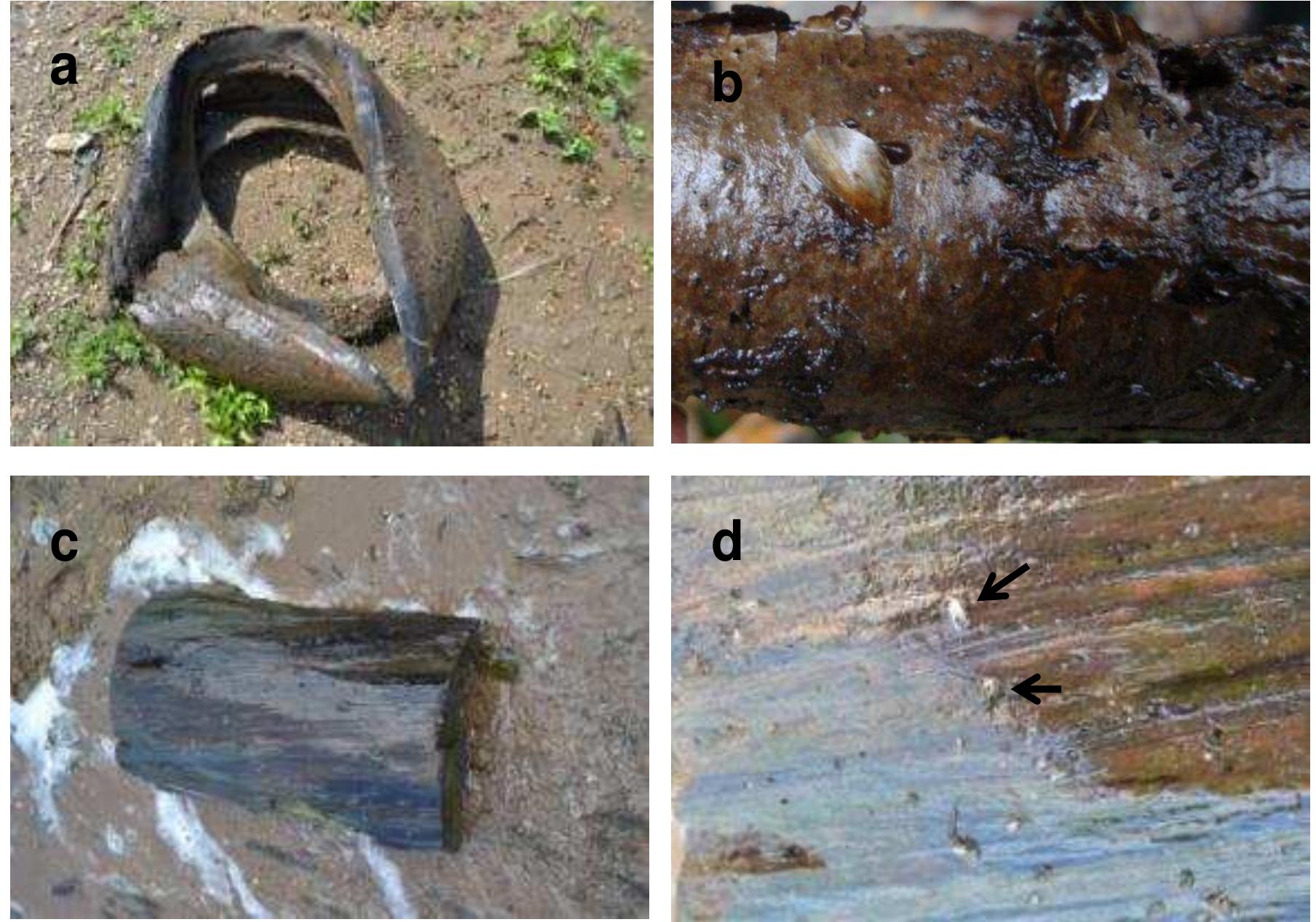Quagga mussels were observed on rubber and were present in very high densities on the inside of a discarded tire in the Kaliwaal, a floodplain lake with a permanent  been exploited by the Quagga mussel as a mechanism for colonization of hydrologically isolated water bodies. Inland isolated water bodies such as the lakes Rijkerswoerdse plassen and Aamsche plas, were found to be colonised by Zebra mussels only. The local use of pleasure craft, metal pontoons and floats, transported overland (Figure 3.8a-d, Rijkerswoerdse plassen) provide a route for dispersal and explain why Zebra mussels are able to colonise such locations. In spite of an extensive survey of suitable substrates, mussels were not found at any other location in Rijkerswoerdse plassen. It is possible that the mussels were already attached when these structures were positioned in the water. Quagga mussels were found attached to metal substrates at other sampling locations (metal bank reinforcement in the Wilhelmina canal at Tilburg). Therefore there remains a potential for Quagga mussels to use these types of vectors. Other possible mechanisms by which mussels could enter isolated water bodies are via waterfowl that prey on dreissenids or introduction as a measure for combating eutrophication. 
