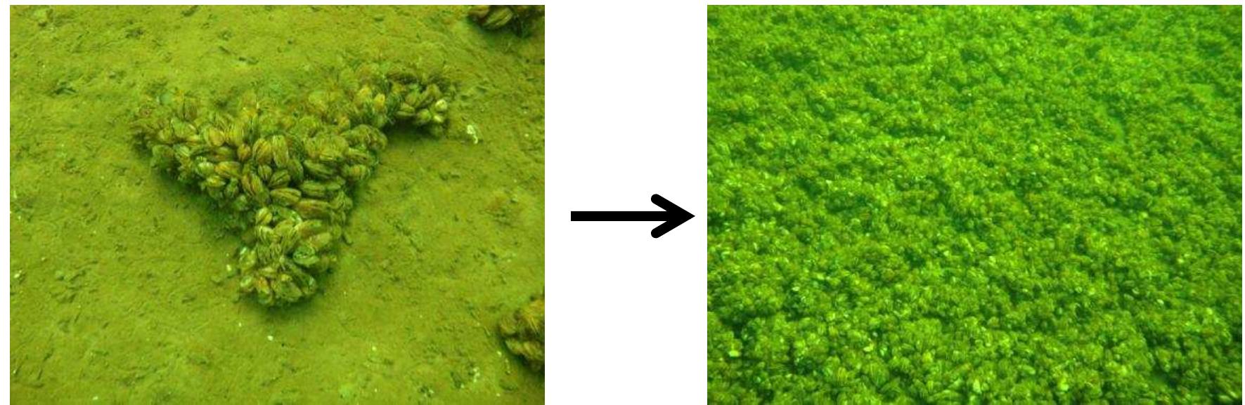 lJsselmeer, Markermeer and Volkerakmeer showed that the presence of solid substratum in the top layer of soft bottoms (e.g. old shells of marine mussels) is a facilitating factor for the presence of Quagga and Zebra mussels (Bij de Vaate & Jansen, 2011; Bij de Vaate et al/., 2011). Small clumps of Quagga mussels can also expand to large mussel beds, as recently observed in lake Markermeer (Bij de Vaate & Jansen, 2011) and in a lake connected to the river Meuse near Katwijk (Figure 4.2; personal communication Peter Klok). Carpets of mussels are usually found in deeper water. In shallow lakes, such as lake Markermeer, anaerobic sediments and turbulence caused by shipping and wind resulting in regular suspension and sedimentation of fine and course particulate matter can limit colonization.  In lakes and side channels of large rivers the presence of aquatic macrophytes may provide a refuge for populations of Zebra mussels that may otherwise be replaced by Quagga mussels. Mussel populations were examined in Lake Erie to determine the effects that plant substrates had on Quagga and Zebra mussel partitioning. It was found that even at locations where the proportion of benthic dreissenids had been 92- 100% Quagga mussel, Zebra mussels constituted 30-61% of dreissenids found attached to macrophytes (Diggins ef al/., 2004). Folino-Rorem et al. (2006) examined the effect of filamentous substratum on Zebra mussel establishment. The results suggest that the heavy settlement of Zebra mussel larvae on macrophytes may simply be a function of the increase in surface area of substratum afforded by macrophytes (Folino-Rorem et al., 2006). The size of mussels growing on filaments was, on average, smaller than those grown on control surfaces. Folino-Rorem et al. (2006) suggested that this could be evidence that when mussels reached a certain size, they migrated from filaments, however, they did not observe secondary settlement. If mussels were to settle on other substrates colonised by Quagga mussels, there may be an increase in inter-specific competition. The potential for macrophytes to provide a refuge for the Zebra mussel would therefore be reduced, also because they die off in winter time and sink to the bottom.  