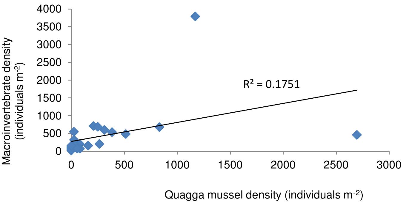 Figure 5.1: The relation between the macroinvertebrate and Quagga mussel density on hard substrates in Dutch rivers. 