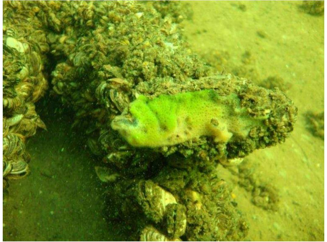 Figure 5.7: Smothering of Quagga mussels by the freshwater sponge Ephydatia fluviatilis observed in a lake connected to the river Meuse near Katwijk (Date: 16 October 2011; Photo: Peter Klok).  Quagga mussels will be consumed by various predators. The same predators are involved as for Zebra mussels. An extensive survey of these predators is presented by Molloy et al. (1997). It is well known that Zebra mussels are consumed in Europe by fish such as invasive gobies (Molloy et al., 1997; Schiphouwer, 2011), Roach (ARutilus rutilus) (Stanczykowska et al., 2010; Kobak & Kakareko, 2011) and Eel (Anguilla anguilla) (Bij de Vaate et al., 2010b), water birds such as the diving Tufted Duck (Aythya fuligula), Scaup (A. marila) and Coot (Fulica atra) (see paragraph 5.8; Mortl et al., 2010; Van Eerden & De Leeuw, 2010), and mammals (brown rat Rattus norvegicus) (Aldridge, 2010). 