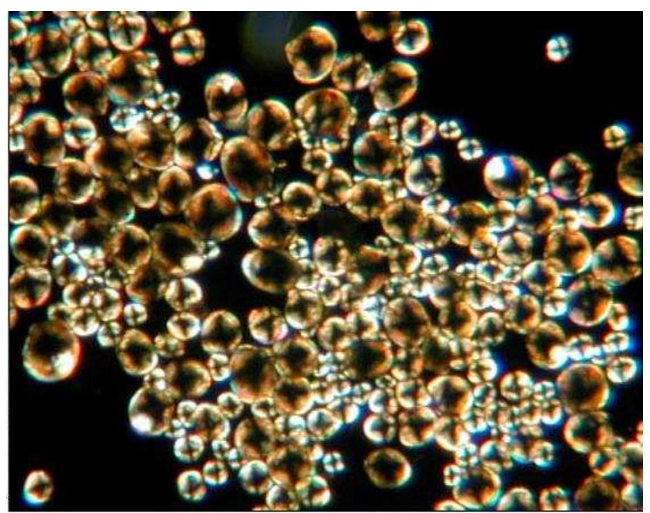 2011). However, microscope and DNA detection are costly and time consuming (Santa Barbara County Parks Department, 2008). 