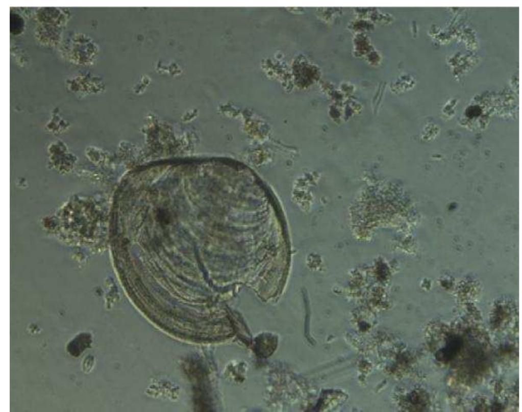 The use of quaternary ammonia cleaning solutions has been suggested as an additional method for the decontamination of small scale equipment. In an experiment by Britton et al. (2011), Quagga mussel veligers were subjected to a 3% solution of quaternary ammonia cleaning solution for different durations and survival was assessed by examining ciliary movement within a 2 minute period following exposure. If no ciliary movement was observed the veliger was assumed to be dead. It was found that a 5 minute exposure duration was insufficient to kill 100% of tested veligers. However a 10 minute exposure was effective in killing all tested veligers, but not immediately after treatment. An additional 60 minutes were required after the quaternary ammonium solution was removed before 100% mortality was achieved (Britton et al/., 2011). 