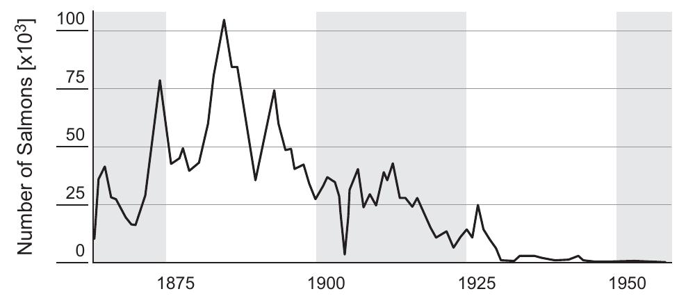 FIGURE 6.12 Salmon catches in the Dutch part of the Rhine (1863- 1953). Modified from De Groot (2002). 
