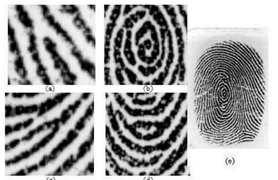 Figure 1 - from Fingerprint's Core Point Detection Using