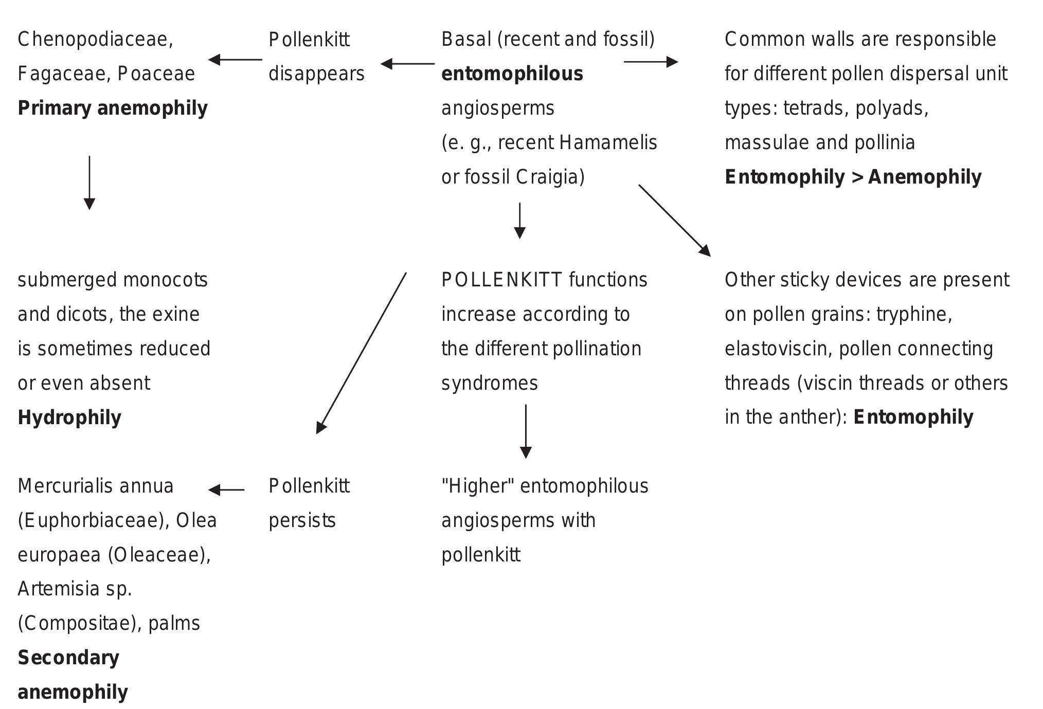 Flow diagram showing a possible path of evolution of