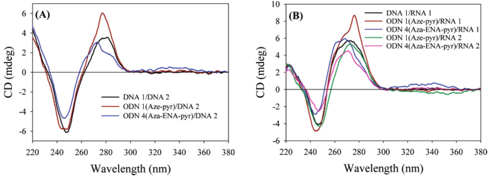 (a) cd spectra of duplexes formed by native dna 1 with