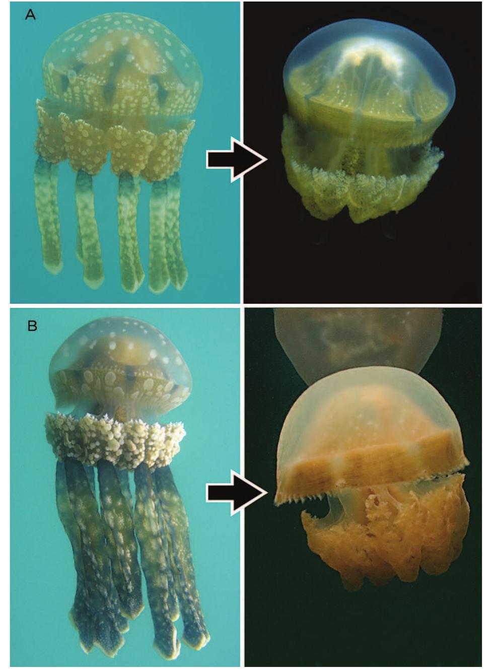 Morphotyp The evolution of mastigias medusae in marine lakes occurs in
