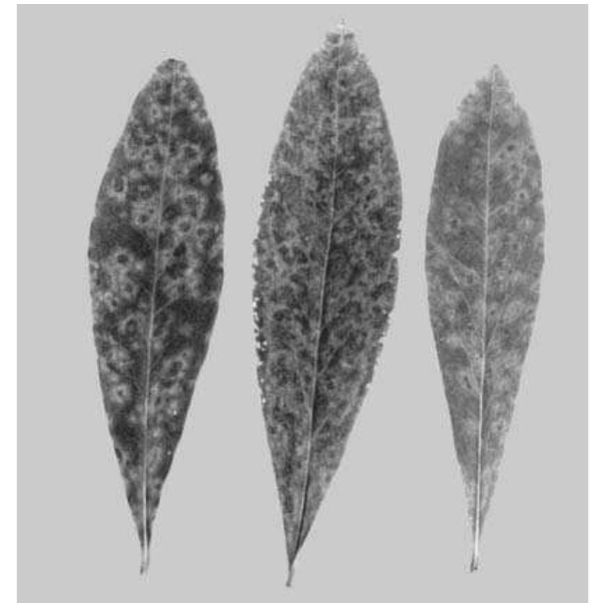 (PDF) Daphne mosaic virus (DapMV), a new potyvirus from Daphne mezereum ...