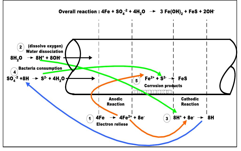 Figure 1: Schematic diagram of SRB reduction reaction under anaerobic condition.  decrease in pH that enhances the breakdown of passive film [7].  consequently FeS as corrosion products are formed [7]. The activation of corrosion cells 