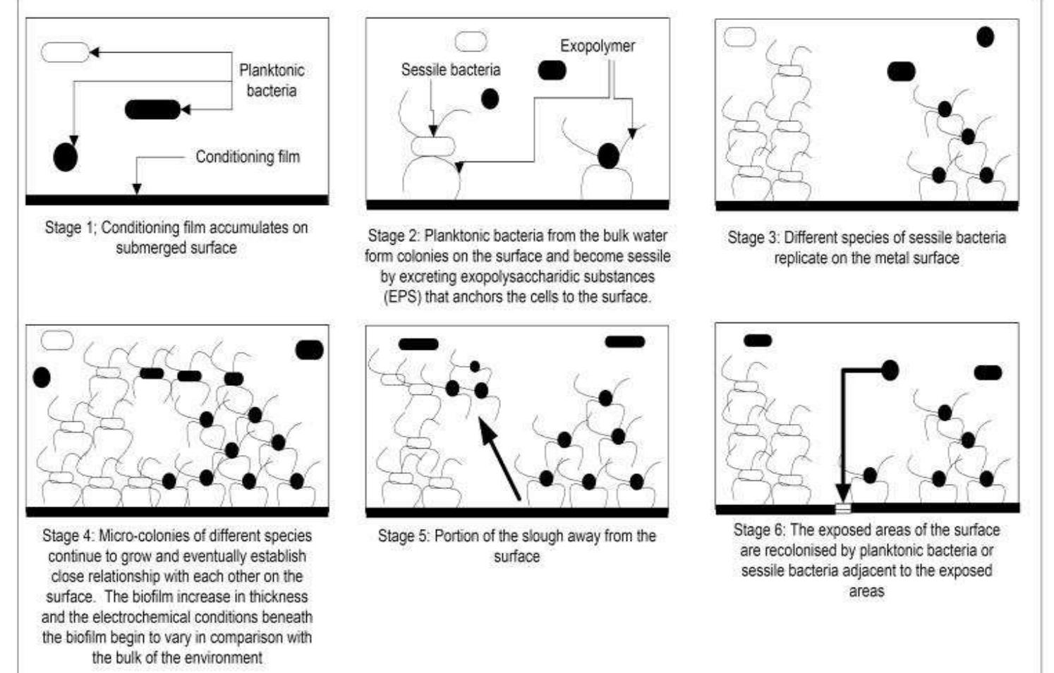 Figure 2: Stage of biofilm development (12).  biofilm SRB in this research since the bacteria count process is much simpler.  contaminants. Ultrasonic radiation at 20 kHz of was used to inhibit the growth of 