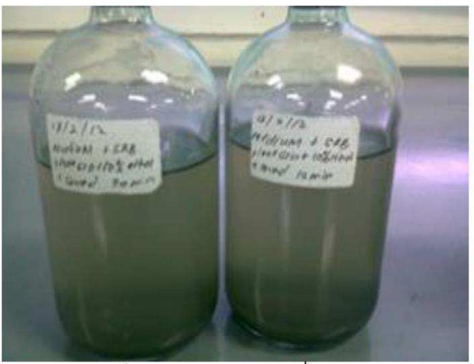 Figure 6: Samples after low frequency ultrasonic radiation treatment (a: 30 minutes exposure and b: 15 minutes exposure).  Scanning Electron Microscope (SEM) Observation:  SRB biofilm morphology was observed by adding carbon steel coupons to the control SRB 