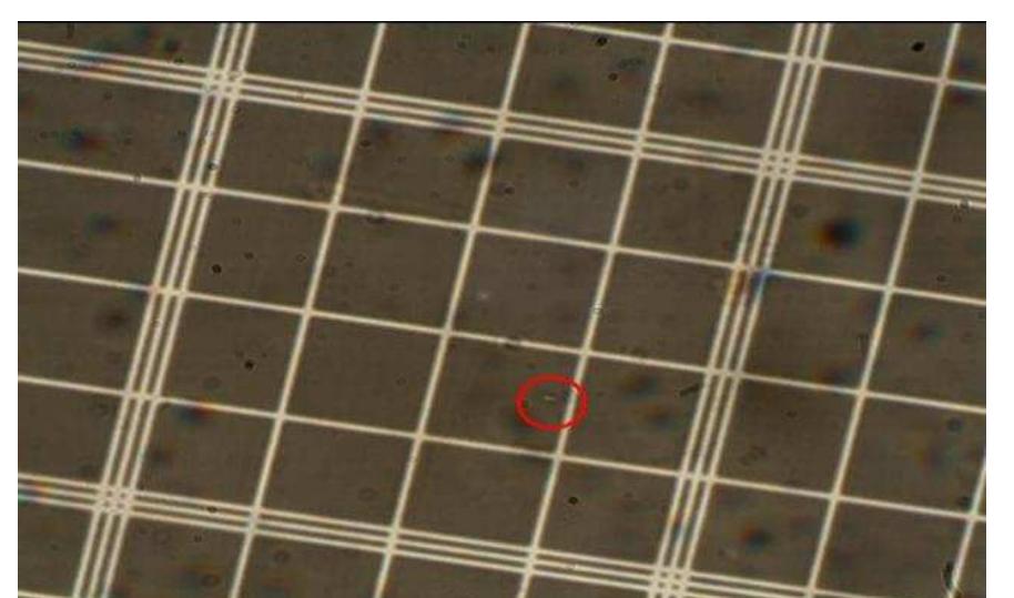 Figure 7: SRB bacteria observed under microscope with hemocytometer grid at 400xmagnification (0.25mmx0.25mm). 
