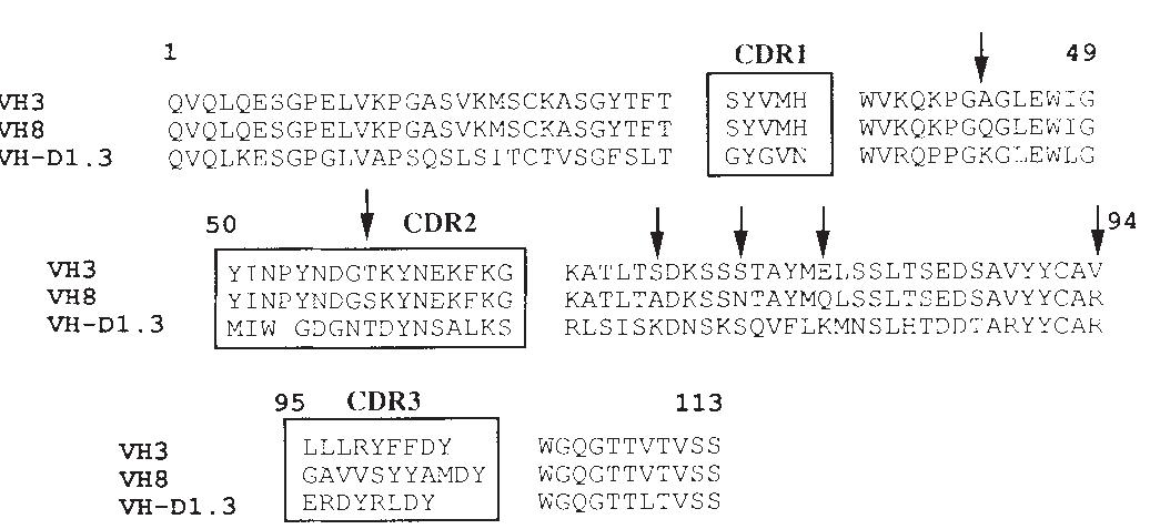 (PDF) Binding activities of a repertoire of single immunoglobulin ...
