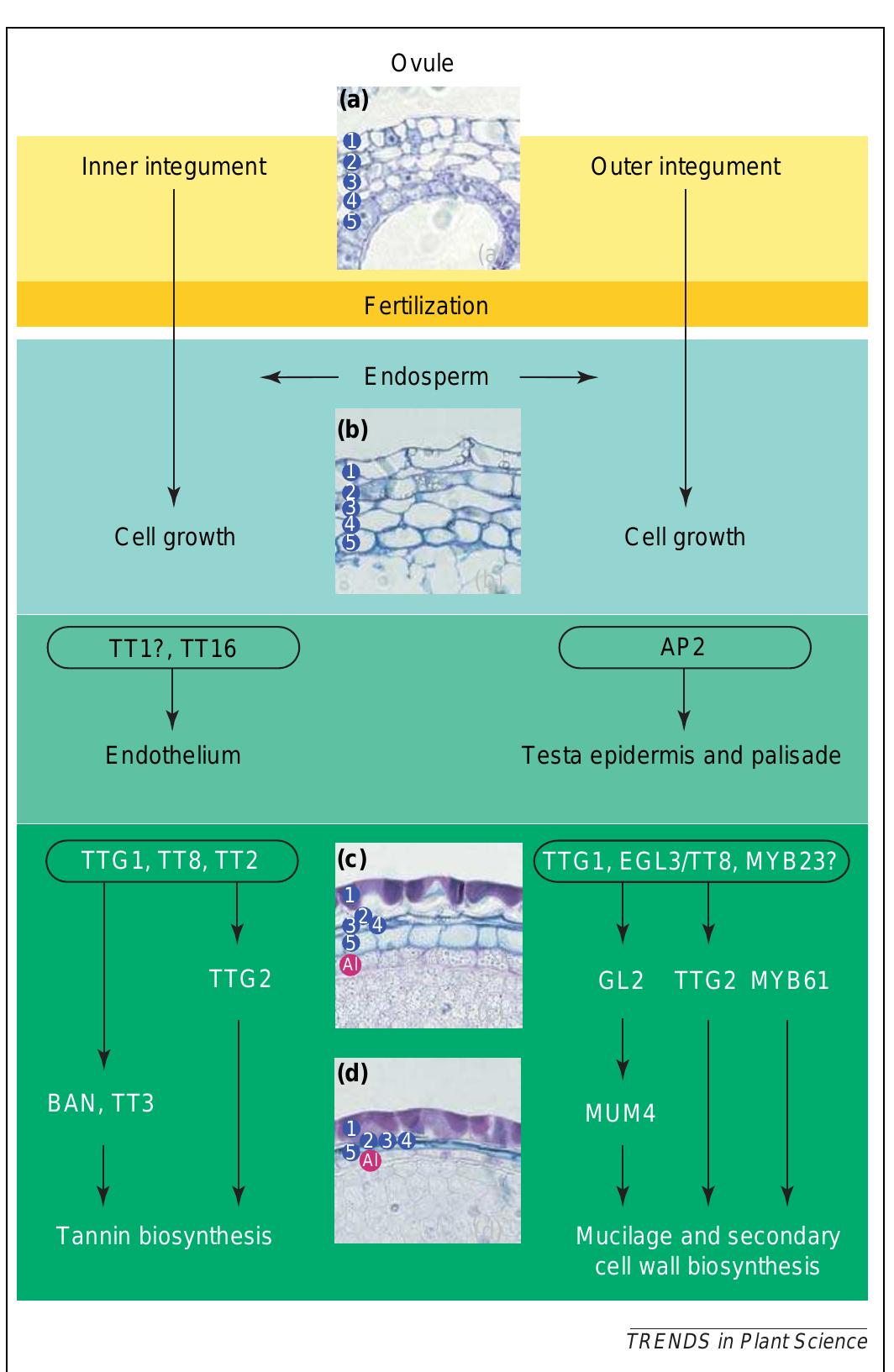 (PDF) Genetic analysis of seed coat development in Arabidopsis
