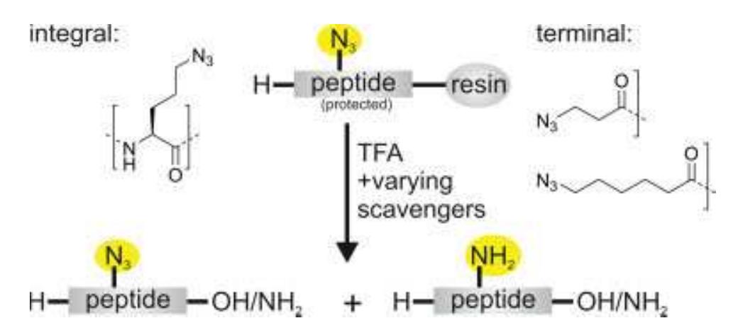 (PDF) Azide reduction during peptide cleavage from solid supportâ the ...