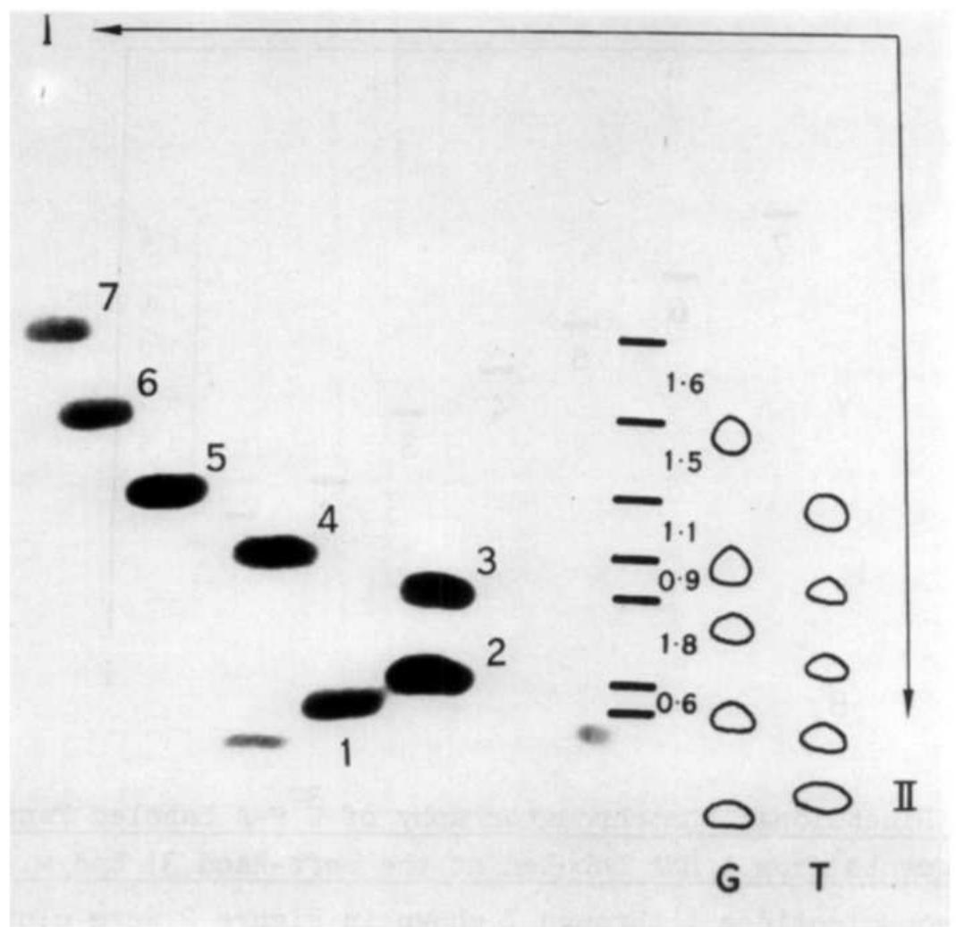 (PDF) Nucleotide sequence analysis of DNA *1, *2II. Complete nucleotide ...