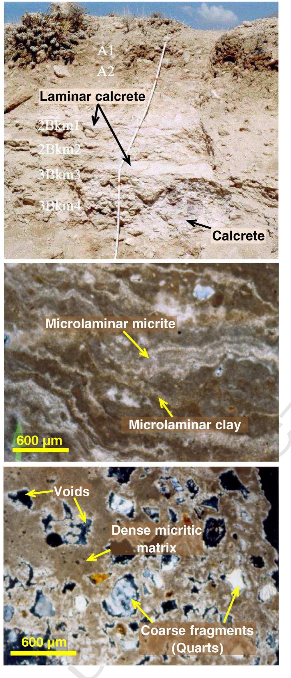 Calcrete morphology. top: thick calcrete formed on alluvial