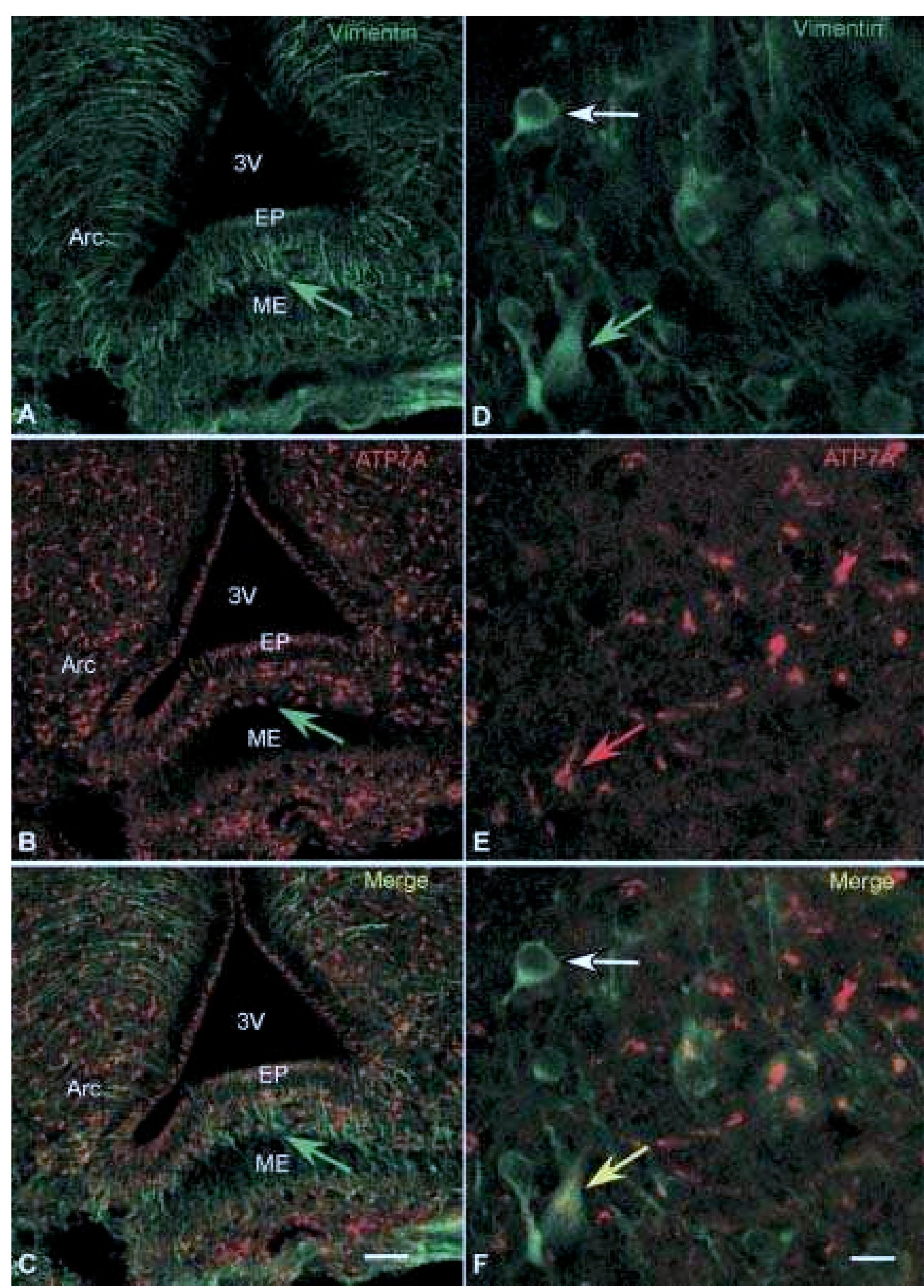 (PDF) Developmental changes in the expression of ATP7A during a ...