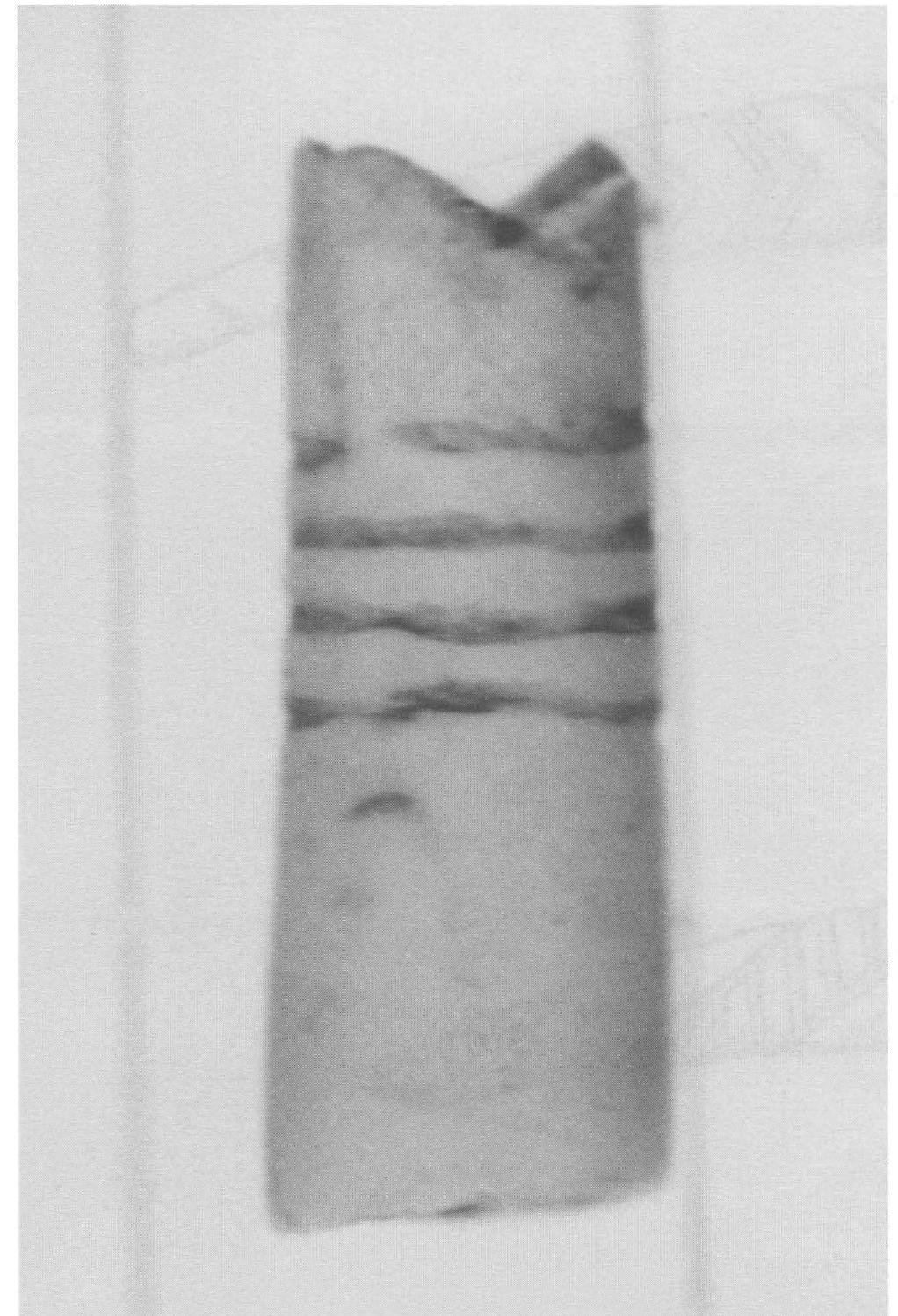 Roderick Sprague (PDF) Roderick Sprague -- Incised Dentalium Shell Beads in the Plateau ...