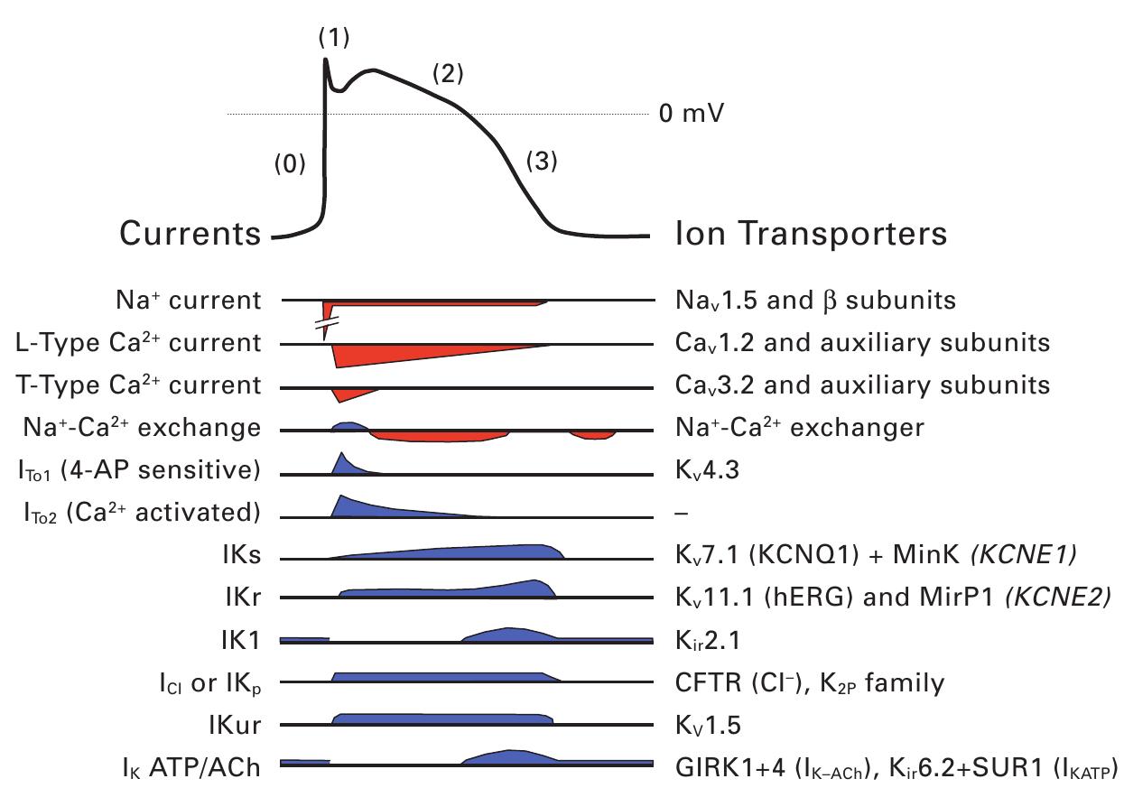 Schematic representation of the ionic currents and ion
