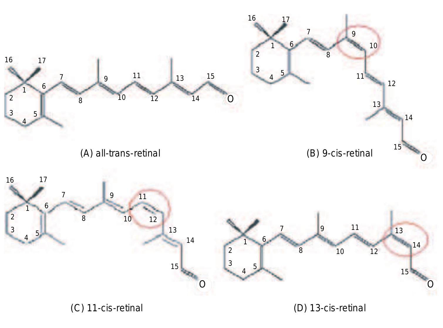 Real Retinal Bio Examples Geometric structures of retinal isomers bio-molecular