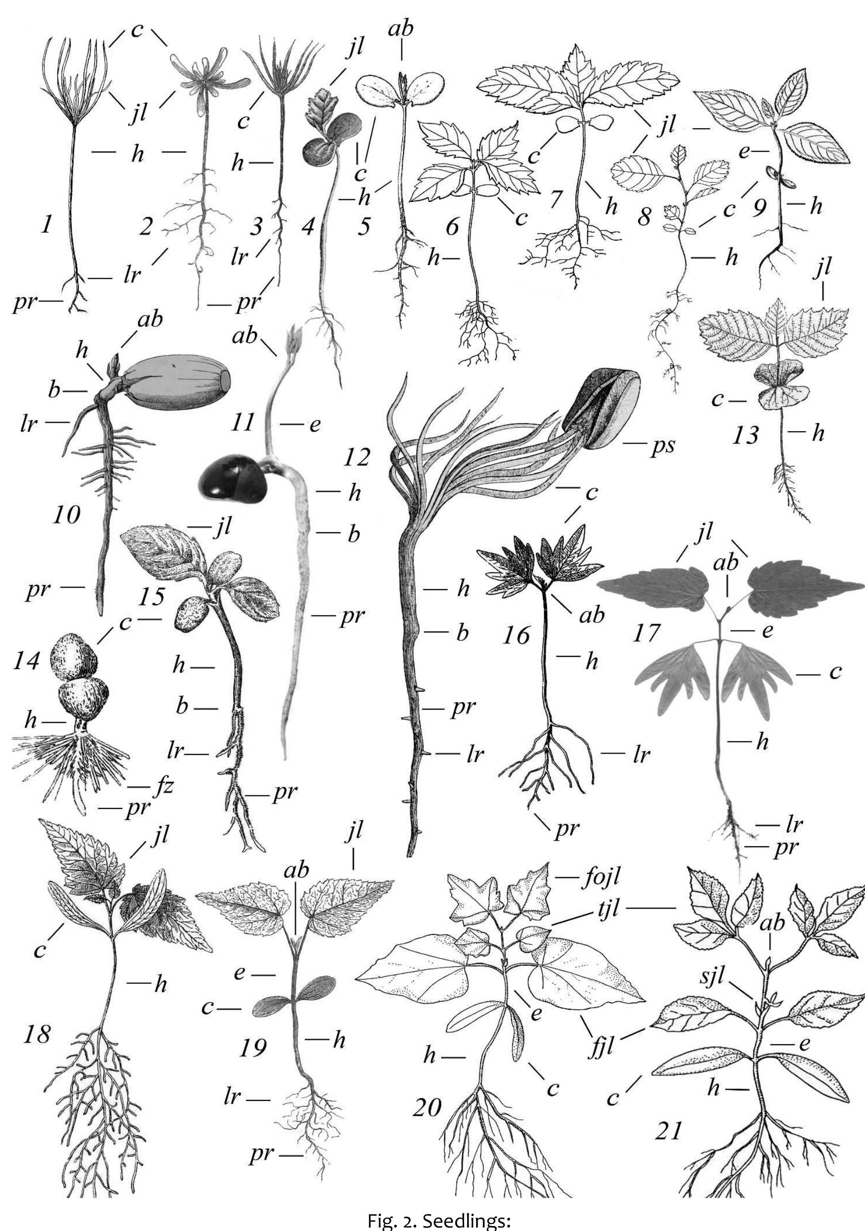 Plantule Tween the cotyledons. protruding from the ground, the