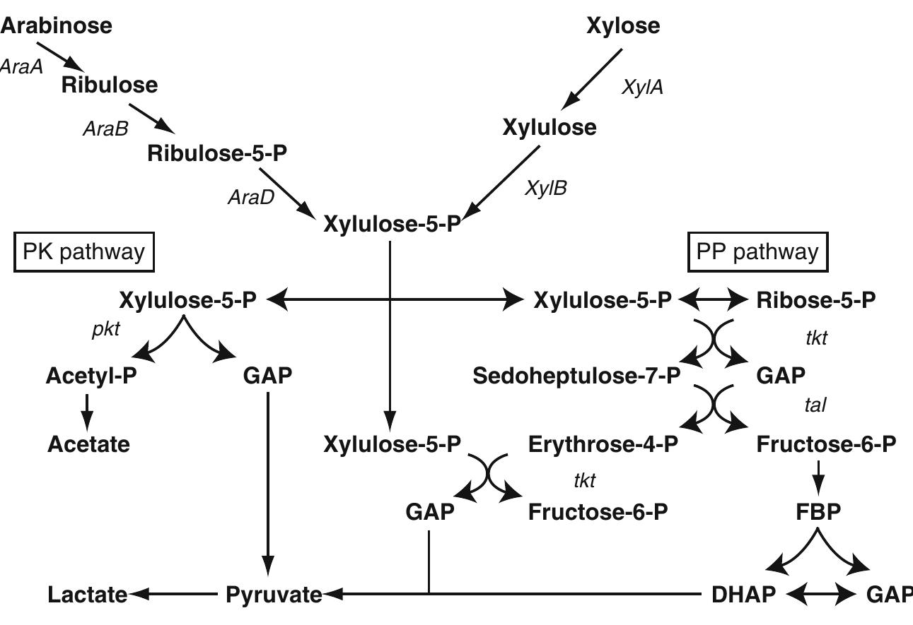 (PDF) Biotechnological production of enantiomeric pure lactic acid from ...