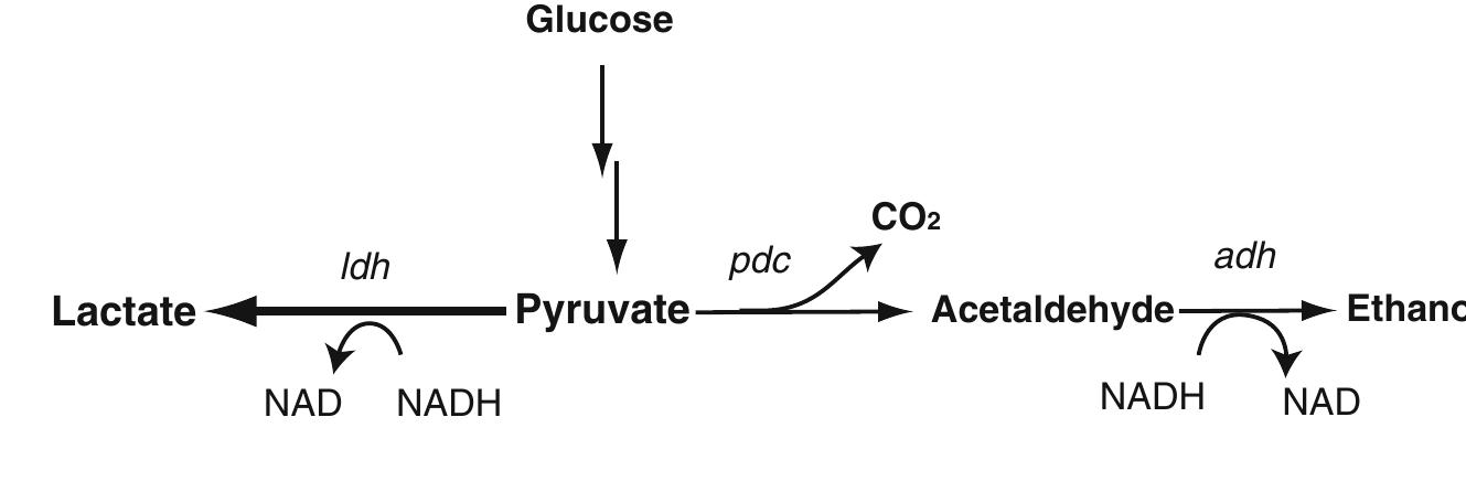 (PDF) Biotechnological production of enantiomeric pure lactic acid from ...