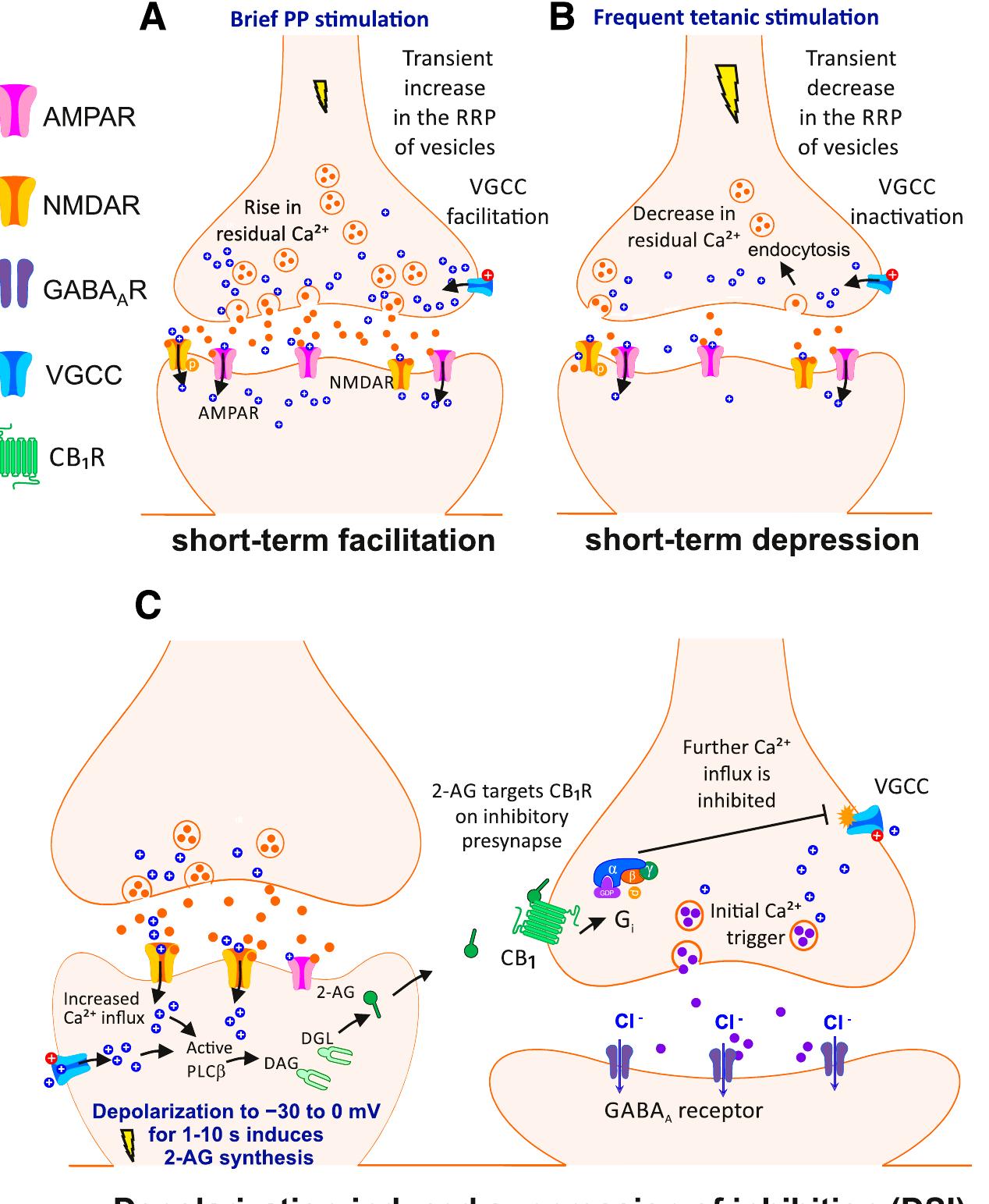 TRANSPORT LONG ”LIMONTA” PDF) Mechanisms of Action and Persistent Neuroplasticity by
