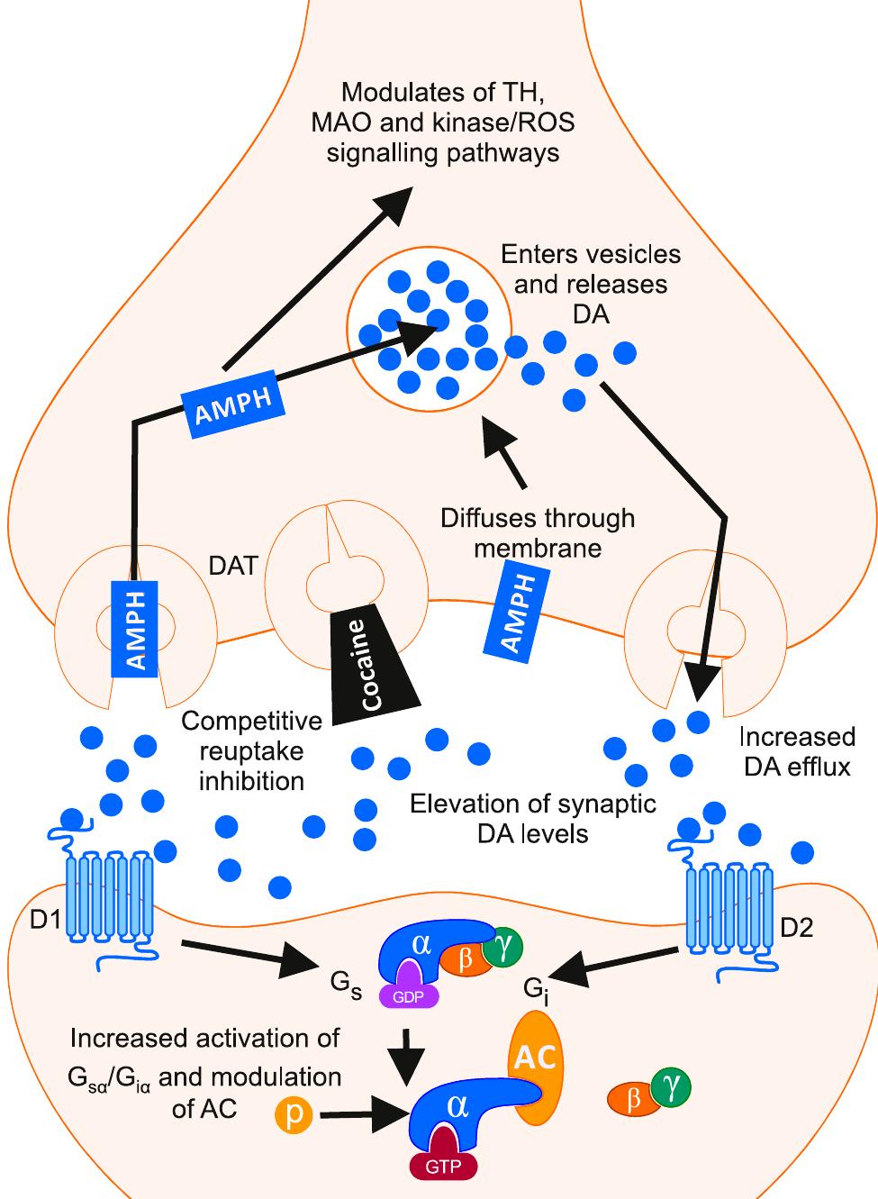 TRANSPORT LONG ”LIMONTA” PDF) Mechanisms of Action and Persistent Neuroplasticity by