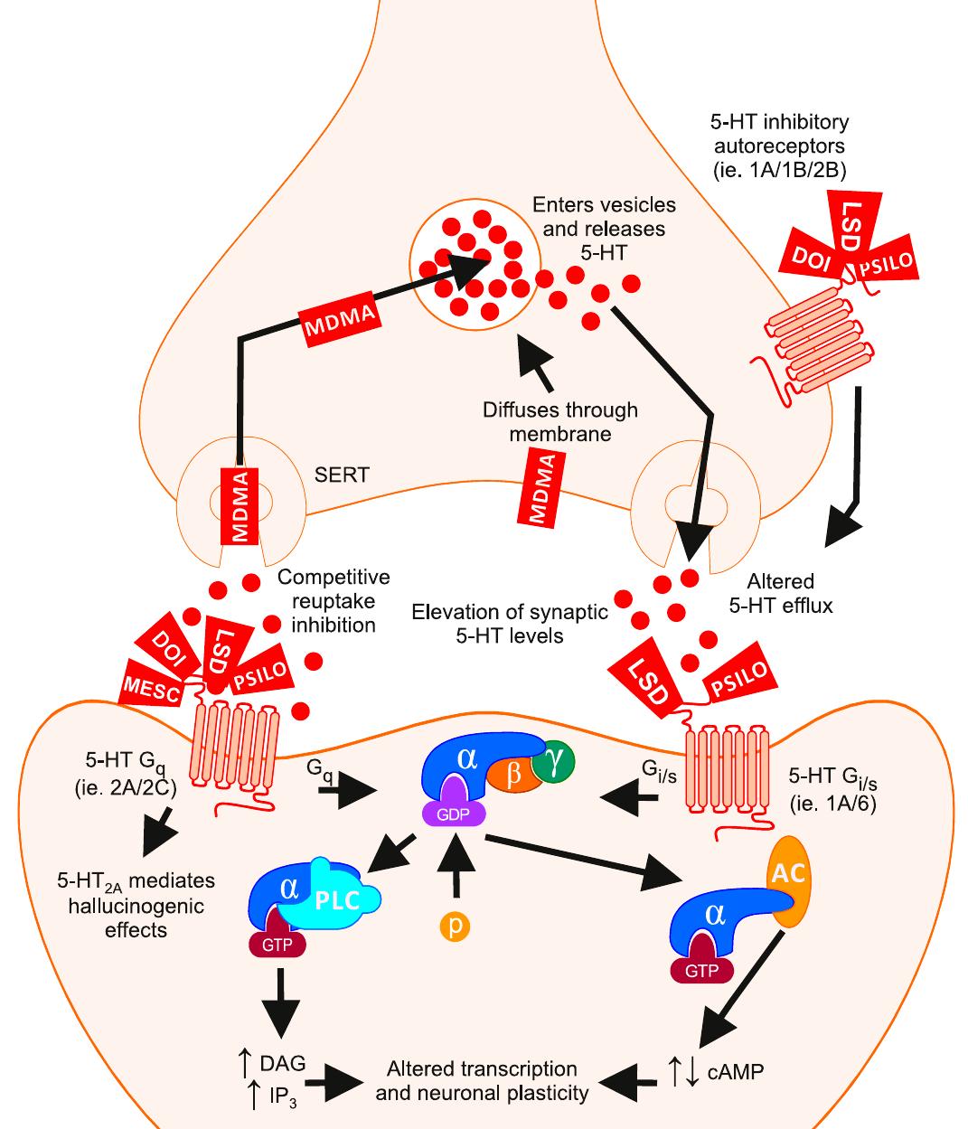PDF) Mechanisms of Action and Persistent Neuroplasticity by