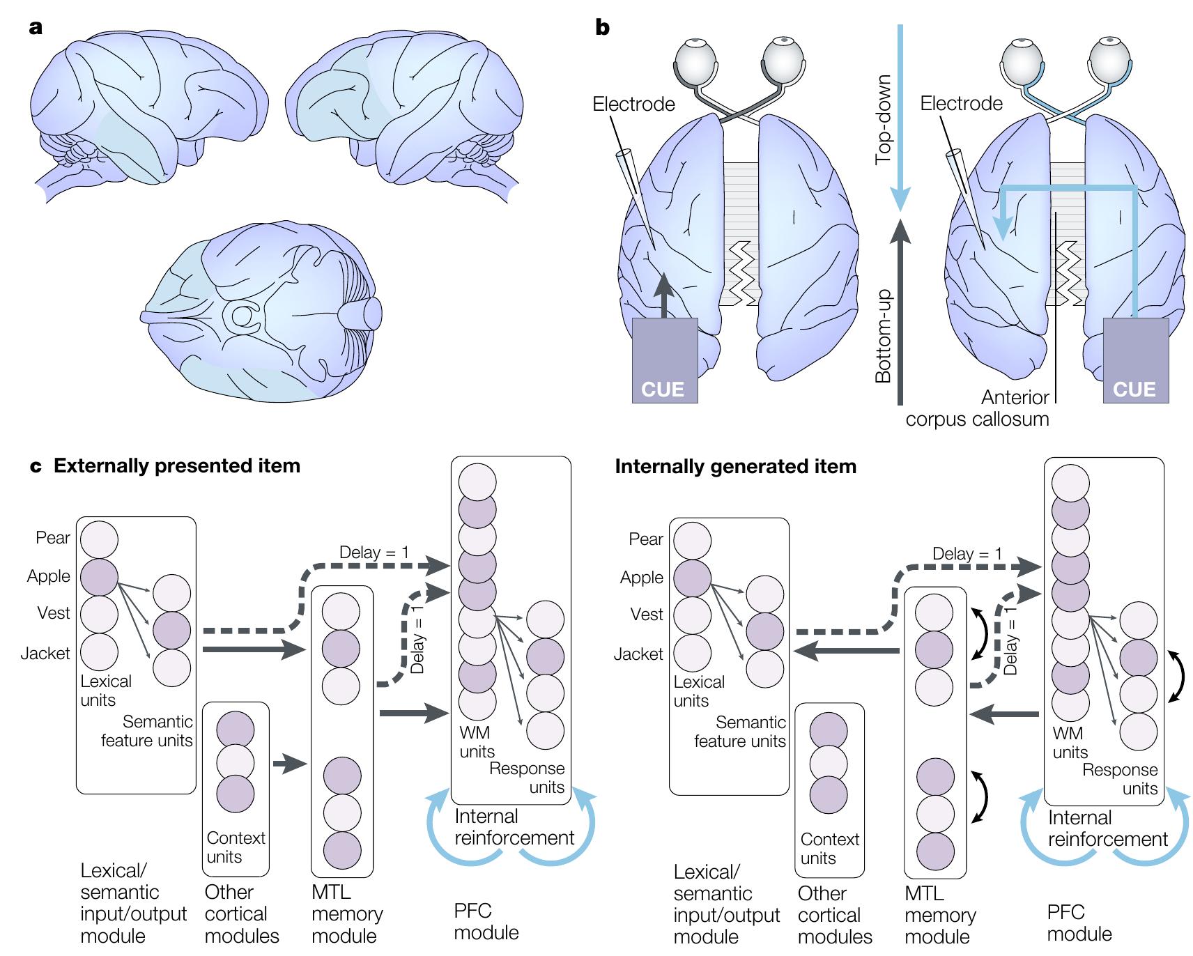 (PDF) Prefrontal and medial temporal lobe interactions in long-term memory