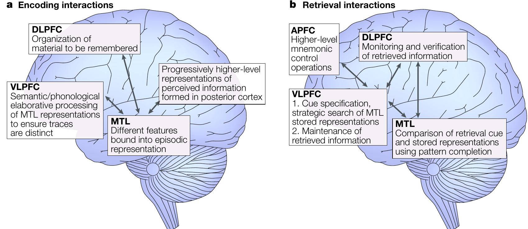 (PDF) Prefrontal and medial temporal lobe interactions in long-term memory
