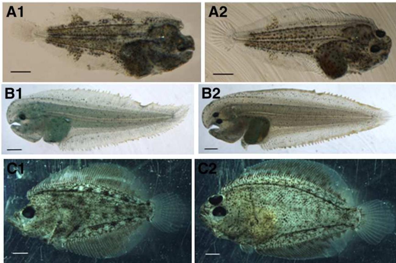 Suborbita (PDF) Proliferating cells in suborbital tissue drive eye migration in ...
