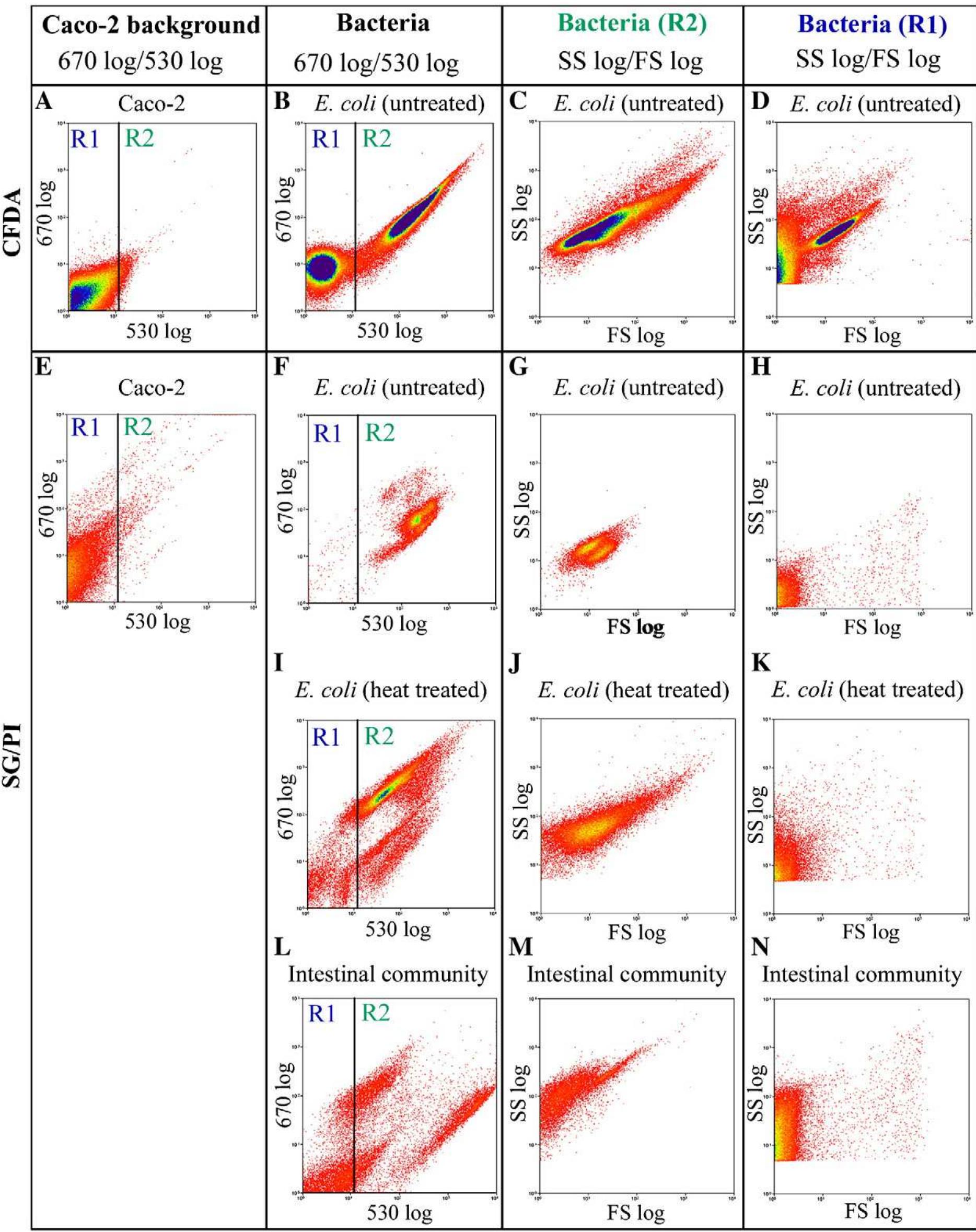 The effect of triton x-100 on caco-2 cells and bacterial