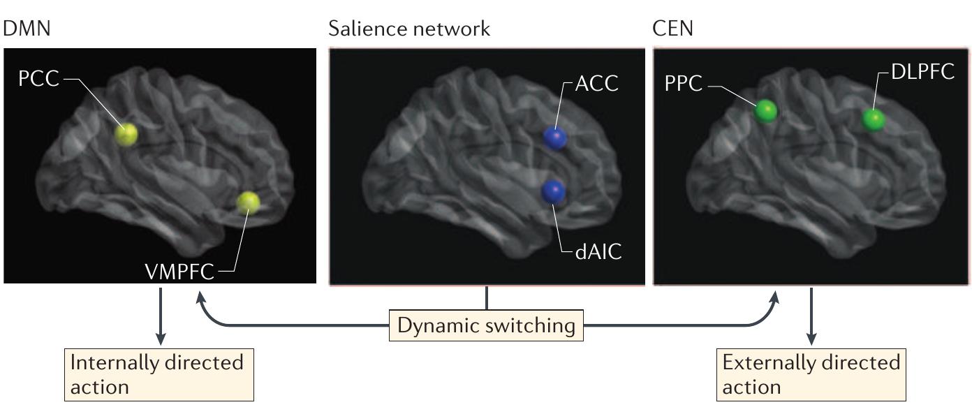 Figure 2 - from Salience processing and insular cortical