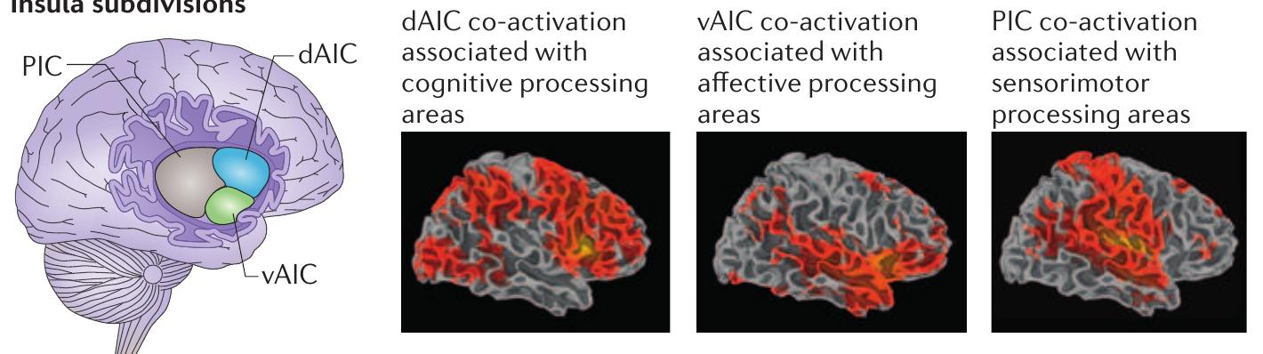Figure 1 - from Salience processing and insular cortical