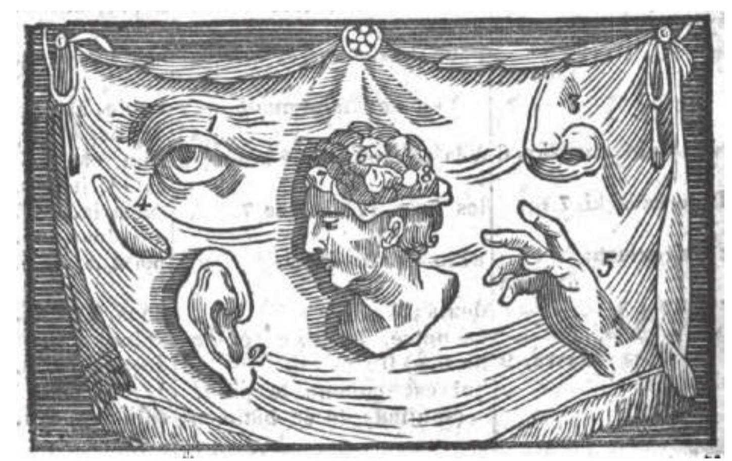 Figure 1 The dissection and projection of common sense. Detail from Johann Amos Comenius, Orbis Pictus. 