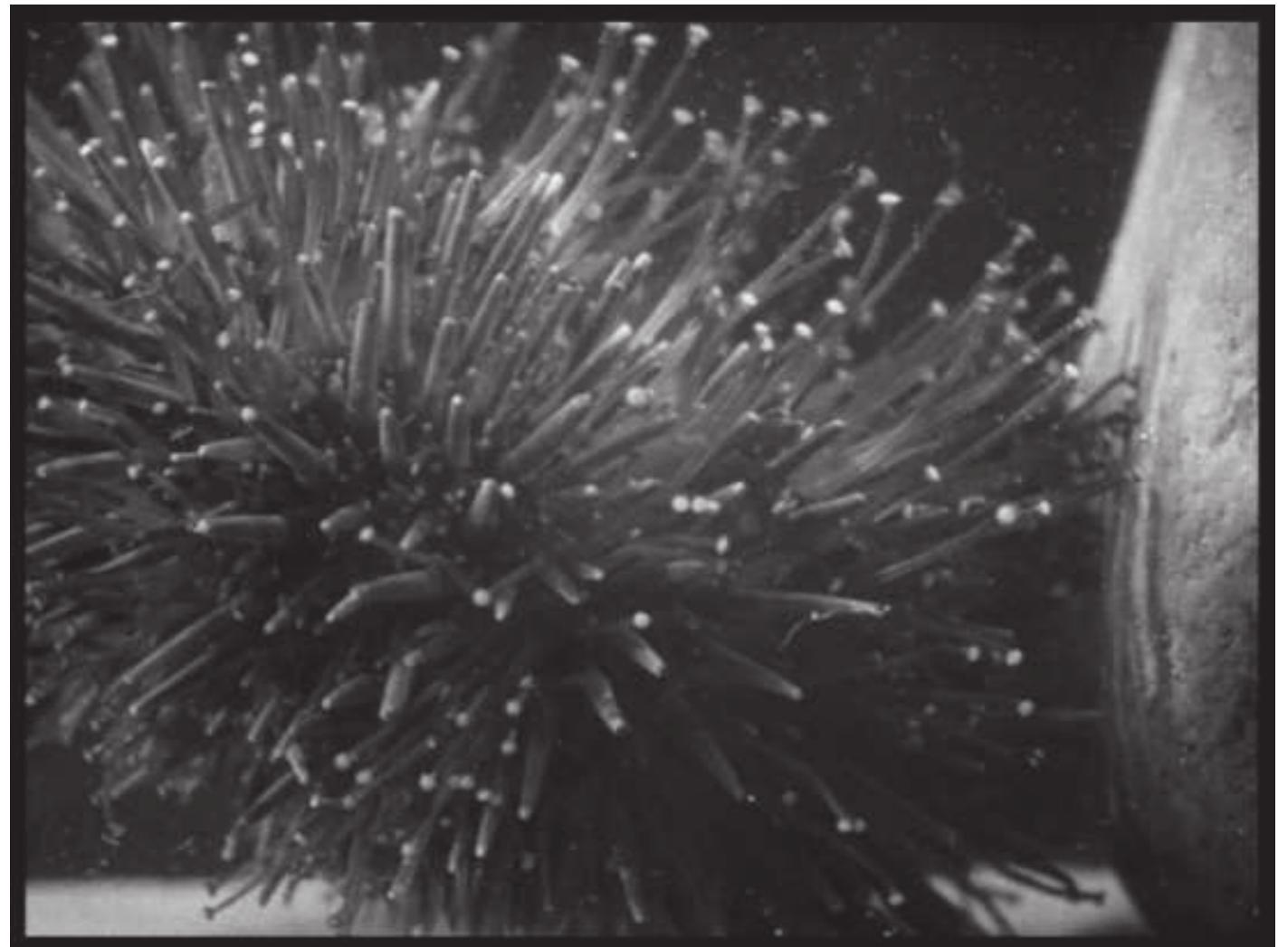 Figure 2 Rock urchin locomotion from Sea Urchins (1929). © Les Documents Cinématographiques, Paris. 