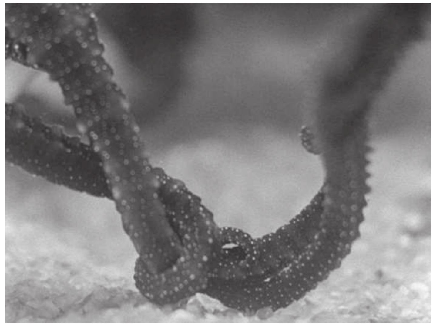 Figure 3 The love lives of seahorses. Frame capture from The Seahorse (1935). © Les Documents Cinématographiques, Paris. 